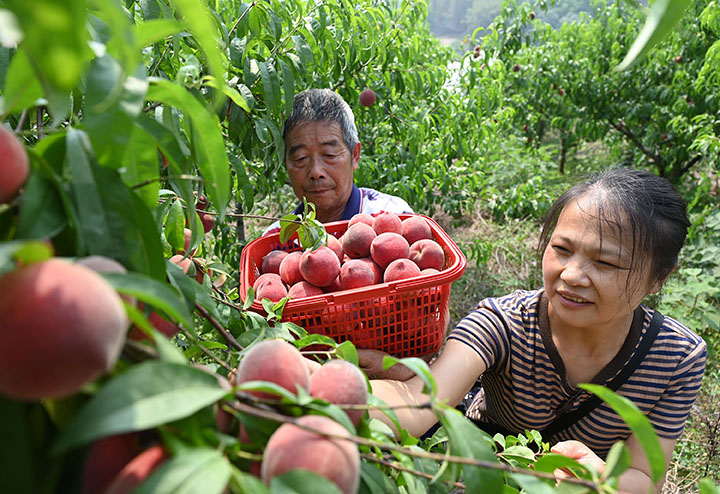 圖2  5月16日，四川省內(nèi)江市東興區(qū)郭北鎮(zhèn)亢家村，黨員、干部和志愿者忙著采摘成熟的夏滿蜜桃。.jpg