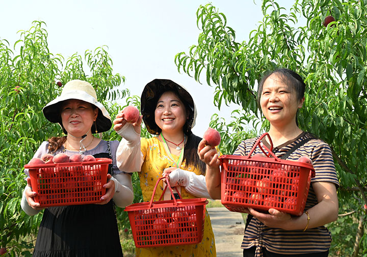 圖4  5月16日，四川省內(nèi)江市東興區(qū)郭北鎮(zhèn)亢家村，黨員、干部和志愿者正在展示豐收的夏滿蜜桃。.jpg