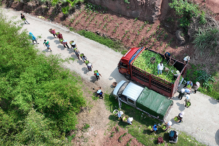 圖3  近日，內(nèi)江市東興區(qū)郭北鎮(zhèn)放生橋村，當(dāng)?shù)卮迕裾诓墒者\(yùn)往外地的訂單鮮食玉米。.jpg