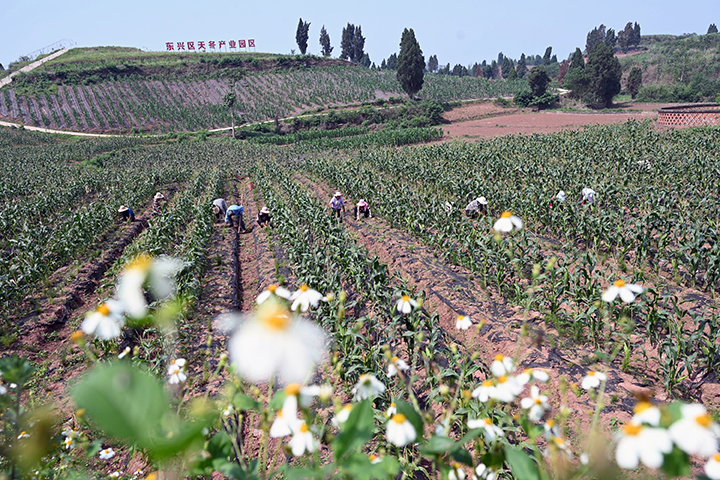 圖5 近日，內(nèi)江市東興區(qū)郭北鎮(zhèn)青臺(tái)村，當(dāng)?shù)卮迕裾诠茏o(hù)“玉米+天冬”基地。.jpg
