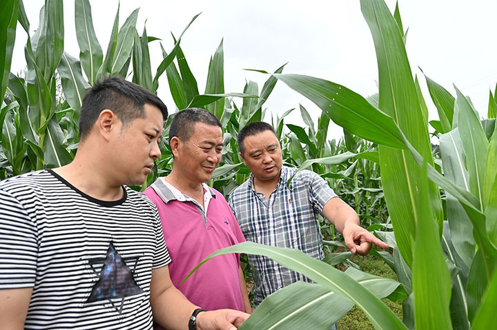 圖4  5月26日，內(nèi)江市東興區(qū)楊家鎮(zhèn)觀音井村，干部群眾在地里查看長(zhǎng)勢(shì)喜人的糧食作物。.jpg