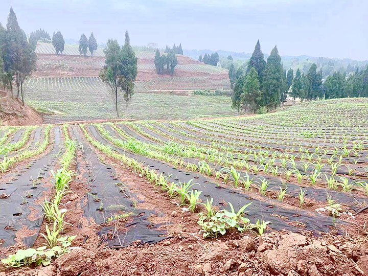 1685349690909024.jpg 1天冬種植基地綠意盎然.jpg