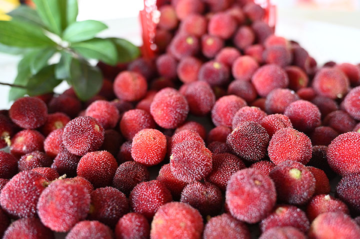 圖5 5月29日，內江市東興區(qū)椑木鎮(zhèn)中山村，楊梅成熟豐收進入采摘季。.jpg