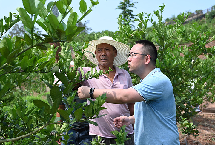 圖3  2023年5月30日，在內(nèi)江市長(zhǎng)江現(xiàn)代農(nóng)業(yè)園區(qū)，科技工作者劉晨（右一）正為群眾講授佛手修剪要領(lǐng)。.jpg