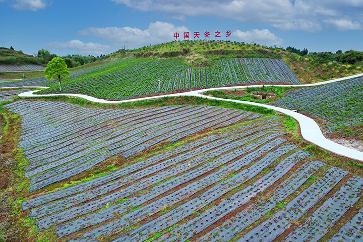 1685952693555000.jpg 1天冬產業(yè)園一角.jpg