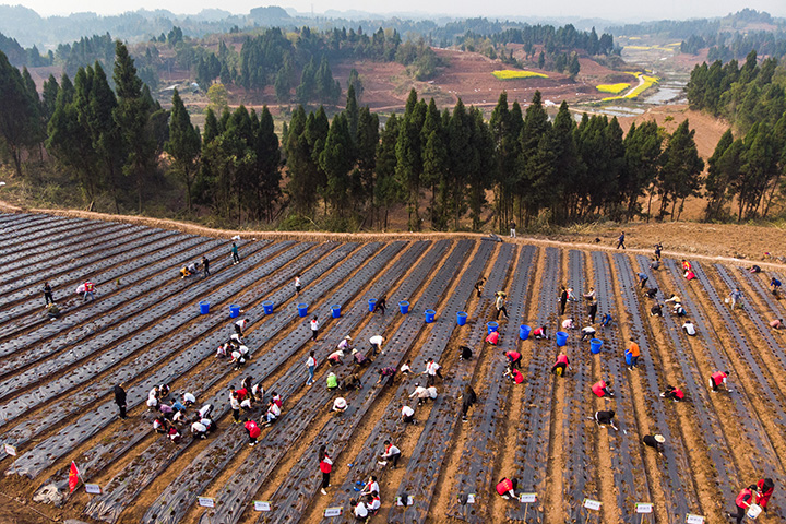 1685952716368928.jpg 4天冬種植.jpg