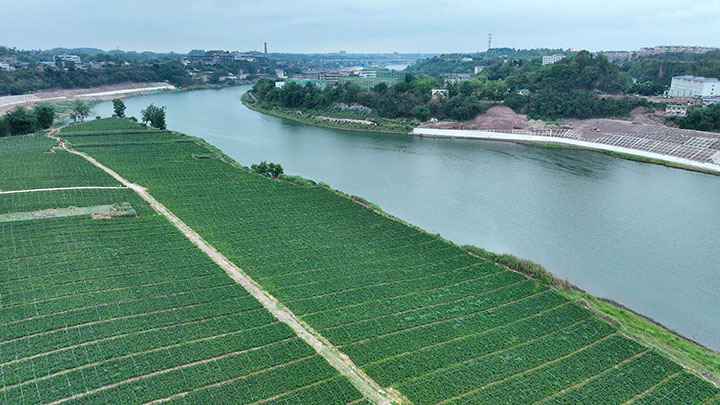 圖1  6月2日，內(nèi)江市東興區(qū)新江街道清流社區(qū)，成片大海椒喜獲豐收（無人機(jī)照片）。.jpg