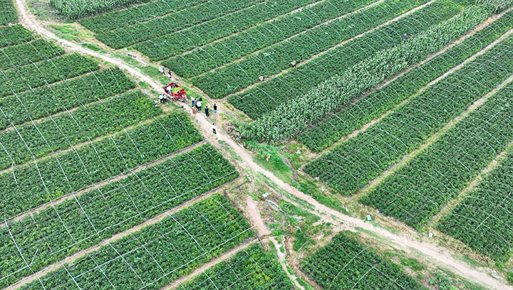 圖2  6月2日，內(nèi)江市東興區(qū)新江街道清流社區(qū)，當(dāng)?shù)剞r(nóng)民分批采收生態(tài)大海椒（無人機(jī)照片）。.jpg
