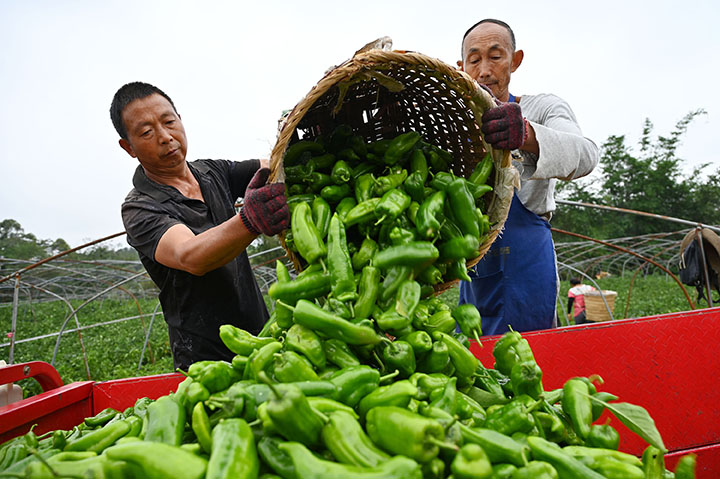 圖4  6月2日，內(nèi)江市東興區(qū)新江街道清流社區(qū)，當(dāng)?shù)剞r(nóng)民正在將采收的生態(tài)大海椒裝車轉(zhuǎn)運(yùn)。.jpg