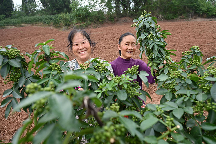 圖1 6月9日，內(nèi)江市東興區(qū)雙橋鎮(zhèn)陽河村，青花椒進入豐收季。.jpg