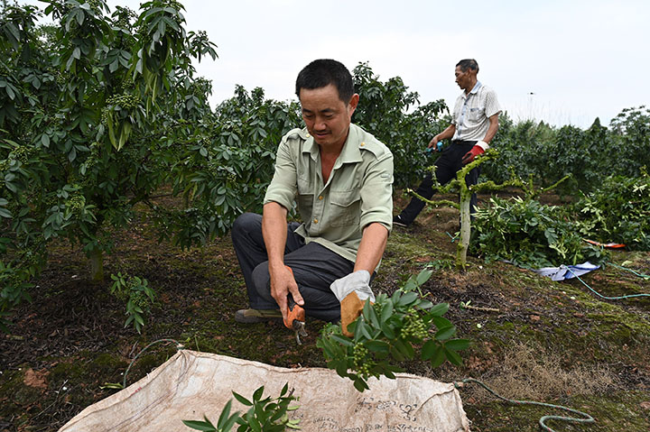 圖2  6月9日，內(nèi)江市東興區(qū)雙橋鎮(zhèn)陽河村，椒農(nóng)正在采收青花椒。.jpg