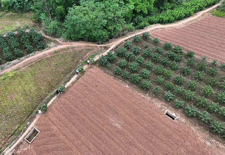 圖3  6月9日，內(nèi)江市東興區(qū)雙橋鎮(zhèn)陽河村，椒農(nóng)正在轉(zhuǎn)運青花椒（無人機照片）。.jpg