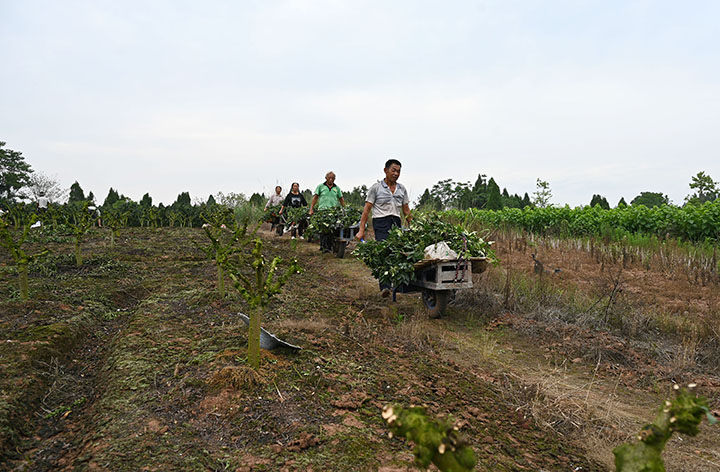 圖4  6月9日，內(nèi)江市東興區(qū)雙橋鎮(zhèn)陽河村，椒農(nóng)正在轉(zhuǎn)運青花椒。.jpg