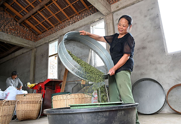 圖5  6月9日，內(nèi)江市東興區(qū)雙橋鎮(zhèn)陽河村，椒農(nóng)正在為青花椒篩子。.jpg