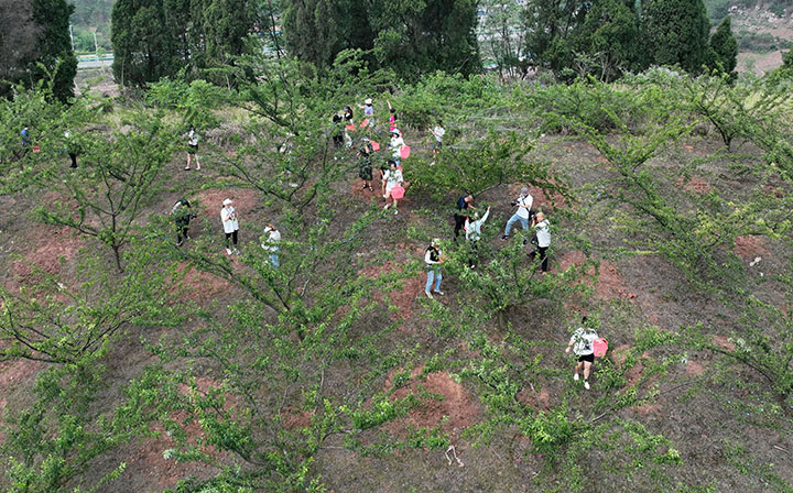 圖1  6月13日，內江市東興區(qū)椑木鎮(zhèn)紅林村，游客體驗桃李采摘樂趣（無人機照片）。.jpg