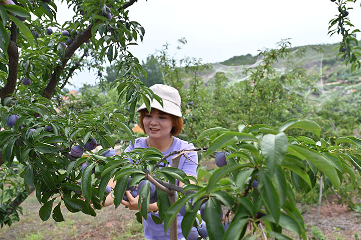 圖3  游客在桃李園中體驗采摘樂趣。.jpg