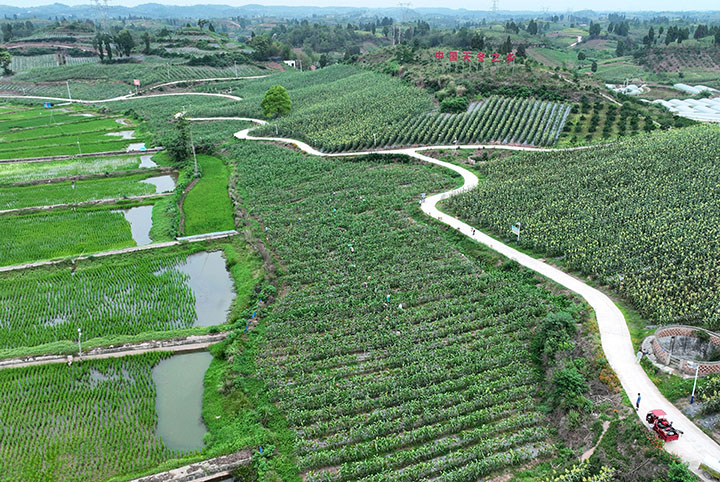 圖1  2023年6月28日，內(nèi)江市東興區(qū)郭北鎮(zhèn)青臺村，當(dāng)?shù)卮迕裾凇案吡?天冬”種植基地進(jìn)行夏管（無人機(jī)照片）。.jpg