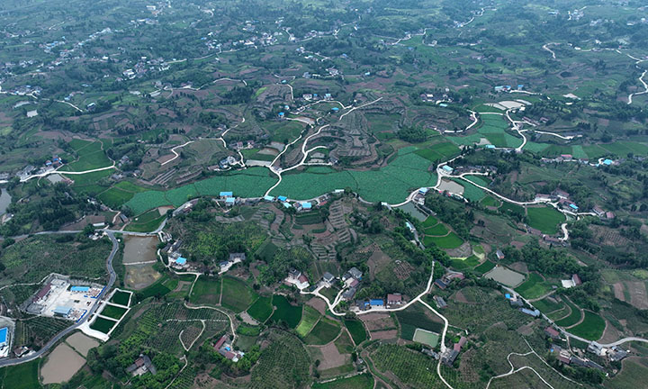 圖2  當(dāng)?shù)卮迕裾凇坝衩?天冬”種植基地進(jìn)行夏管（無人機(jī)照片）。.jpg