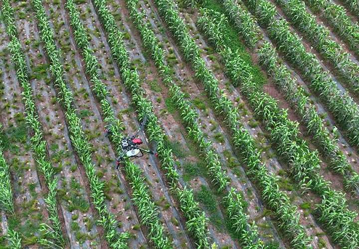 圖4 當(dāng)?shù)卮迕襁M(jìn)行無人機(jī)管護(hù)作業(yè)（無人機(jī)照片）。.jpg