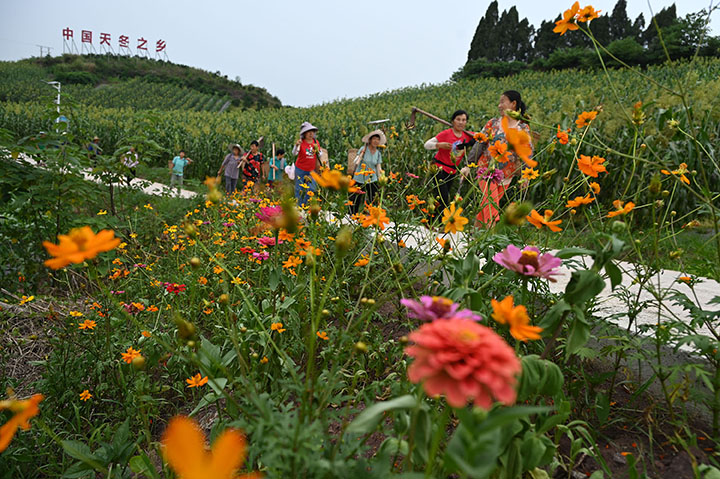 圖5 當(dāng)?shù)卮迕癖济υ阡仢M鮮花的生產(chǎn)作業(yè)道路上。.jpg