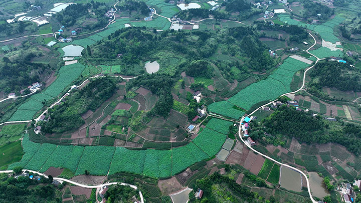 圖1  2023年7月2日，四川省內(nèi)江市東興區(qū)雙橋鎮(zhèn)陽(yáng)河村，進(jìn)入豐收季的荷塘藕田（無(wú)人機(jī)照片）。.jpg