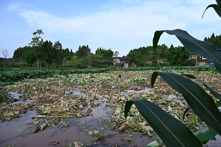 圖2  專業(yè)采藕隊(duì)采挖“大白胖”蓮藕.jpg