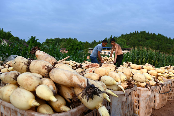 圖3  專業(yè)采藕隊(duì)轉(zhuǎn)運(yùn)“大A白胖”蓮藕.jpg