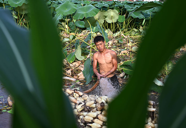 圖4  專業(yè)采藕隊(duì)員正在清洗“大白胖”蓮藕.jpg