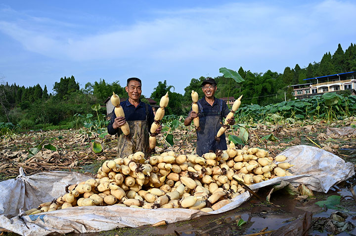 圖5  專業(yè)采藕隊(duì)員正在展示“大白胖”蓮藕.jpg