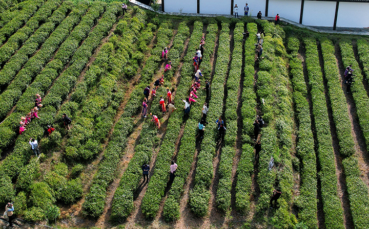 禪茶清谷采茶體驗(yàn)  胡宇 攝.jpg