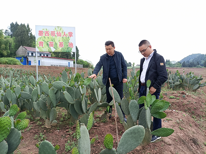 蔡奇（左一）向本刊記者介紹五香廟村仙人掌產(chǎn)業(yè).jpg