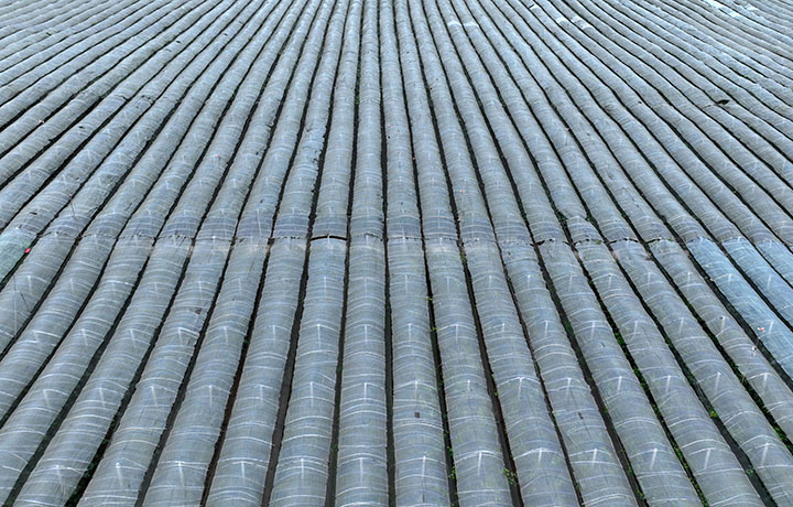 圖2  航拍集中成片的葡萄產(chǎn)業(yè).JPG