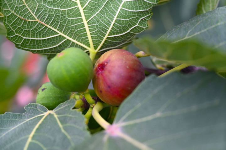 1  7月13日，內(nèi)江市東興區(qū)椑木鎮(zhèn)光明村，無(wú)花果陸續(xù)成熟進(jìn)入豐收季.JPG
