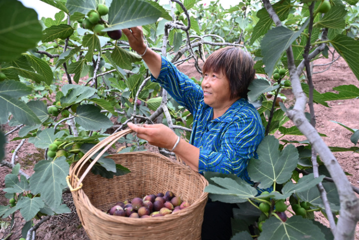 2  果農(nóng)正在采收無(wú)花果。.JPG