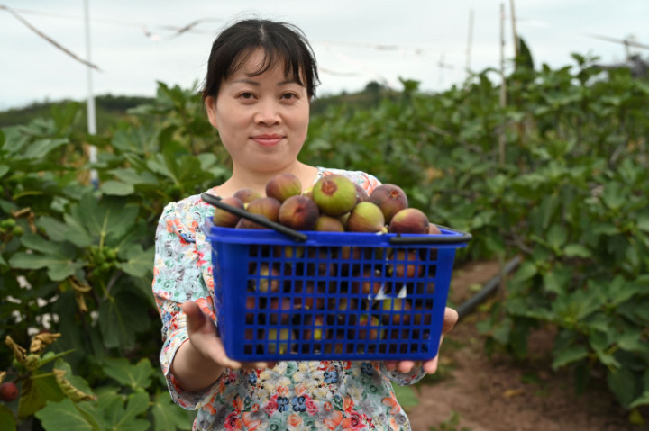 3  果農(nóng)正在展示無(wú)花果.JPG
