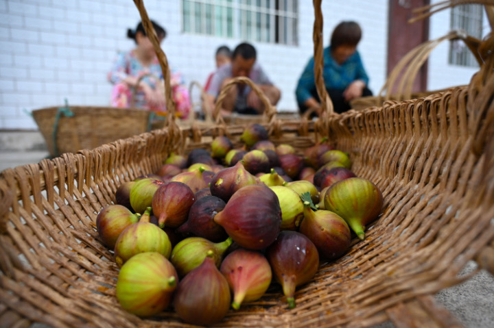 4  果農(nóng)正在分揀無(wú)花果.JPG