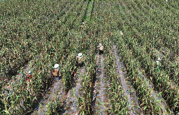 圖1  2023年8月8日，四川省內(nèi)江市東興區(qū)郭北鎮(zhèn)青臺村，村民在天冬地里收割高粱（無人機照片）。.jpg