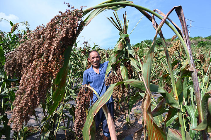 圖2  村民在天冬地里收割高粱.jpg