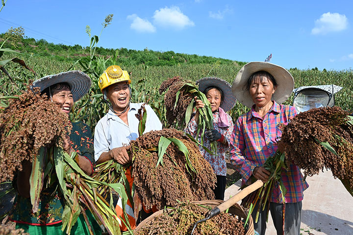 圖3  高粱映紅了村民的笑臉.jpg