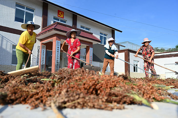 圖4  村民抓住晴好天氣晾曬高粱.jpg
