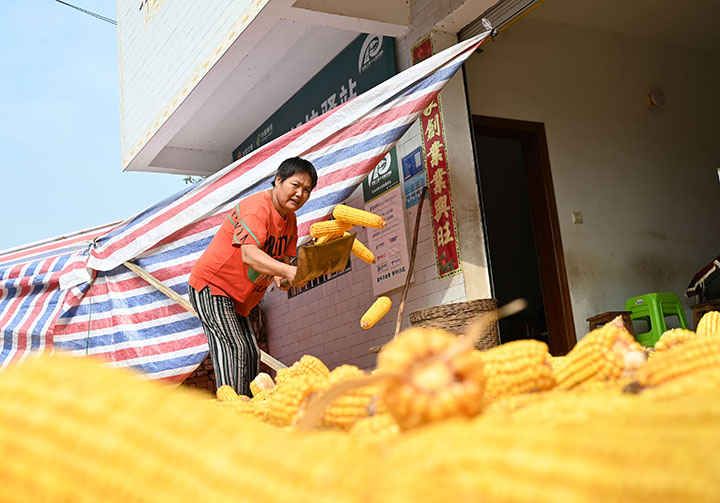 圖3  8月8日，內(nèi)江市東興區(qū)雙橋鎮(zhèn)司馬村，當(dāng)?shù)卮迕癯弥绾锰鞖鈸屖?、晾曬玉米，力?zhēng)顆粒歸倉(cāng)。.jpg