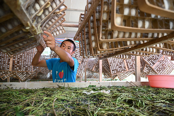 圖5  8月8日，內(nèi)江市東興區(qū)雙橋鎮(zhèn)雙流村，當(dāng)?shù)卮迕裾谶M(jìn)行蠶子上蔟的掃尾工作。.jpg