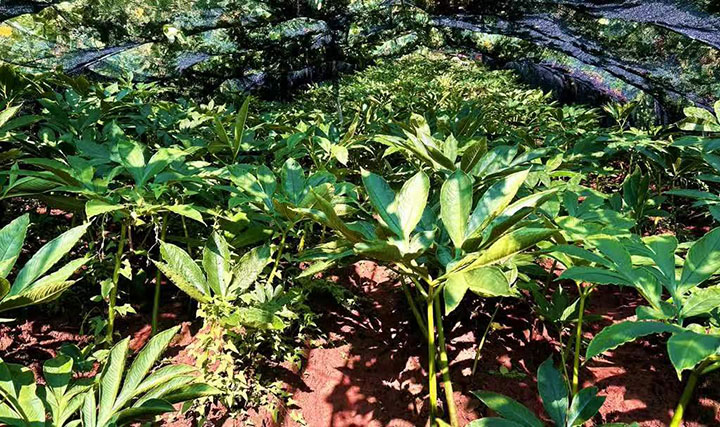 1691738720990497.jpg 圖2 珠芽魔芋.jpg