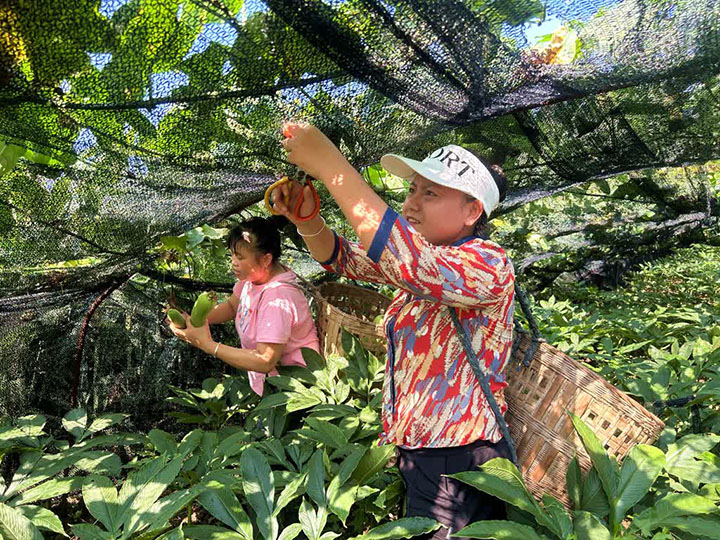 1691738723169918.jpg 圖1中和場鎮(zhèn)人民村集體經(jīng)濟(jì).jpg