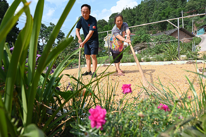 圖1  8月16日，內(nèi)江市東興區(qū)雙橋鎮(zhèn)鳳龍村，種糧大戶周英勇（左）與當?shù)卮迕裾诹罆裼衩住?png