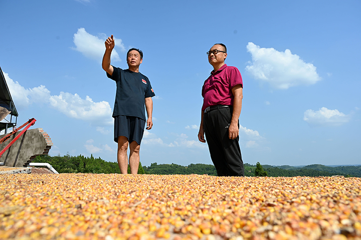 圖2  種糧大戶周英勇（左）與鎮(zhèn)干部交流種糧心得.png