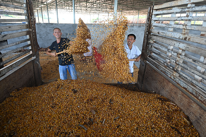 圖3  當?shù)卮迕裾谘b車.png