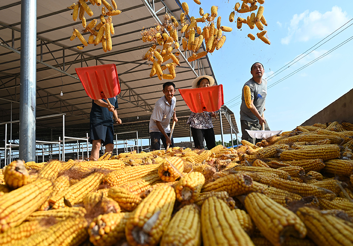 圖4  當?shù)卮迕裾诹罆裼衩?png