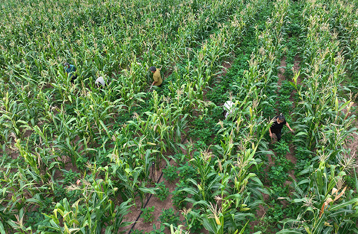 圖2  村民正在進(jìn)行糧油作物田間管理（無人機(jī)照片）。.png