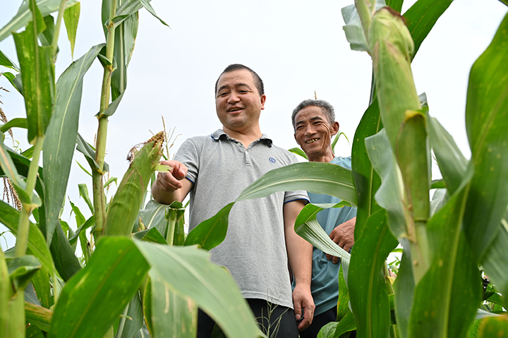 圖3  村民正在查看玉米長(zhǎng)勢(shì).png